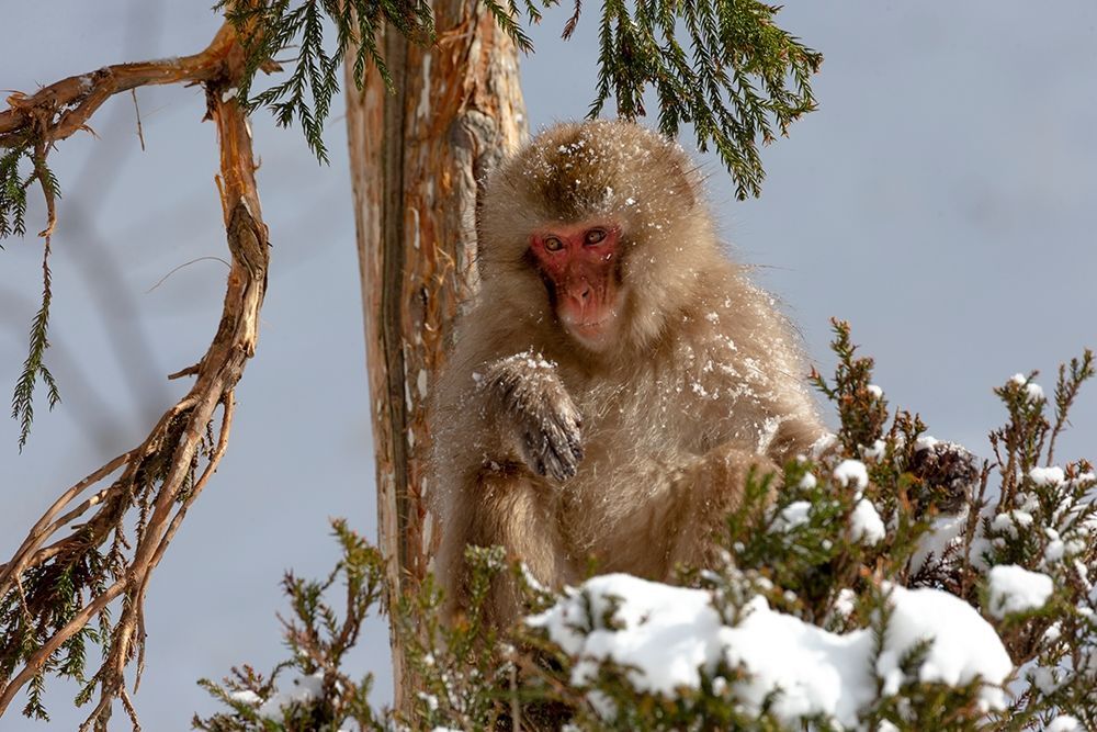 Japan-Nagano An adult Japanese snow monkey sits in a cedar tree